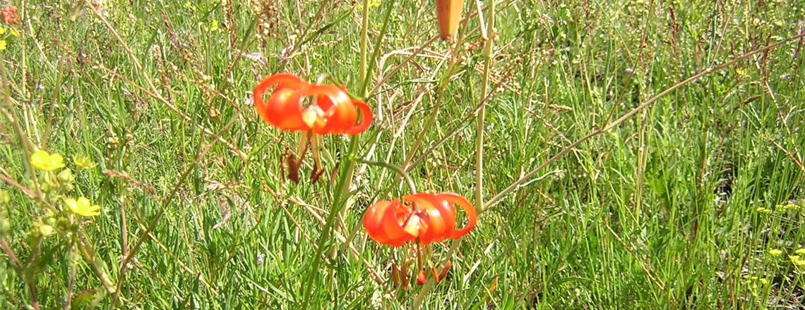 Одой сараана